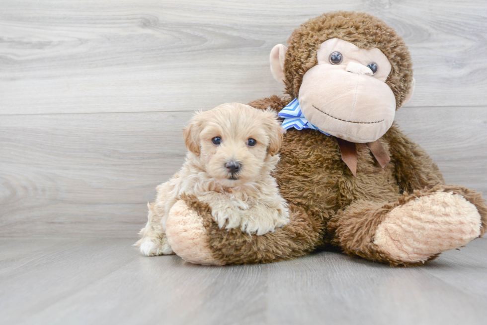 Funny Maltipoo Poodle Mix Pup