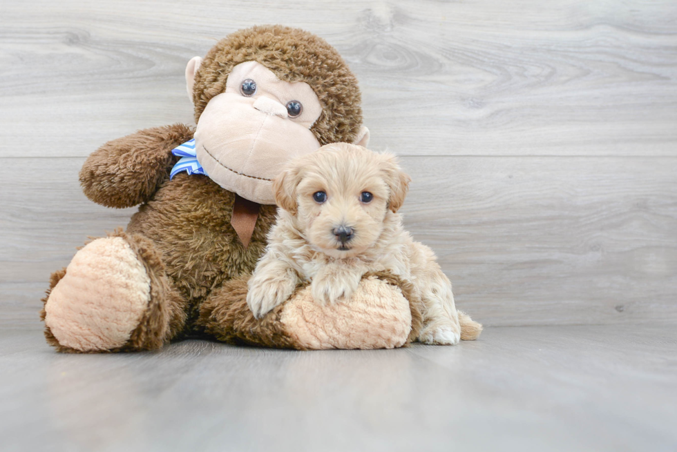 Sweet Maltipoo Baby