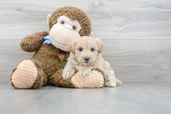 Sweet Maltipoo Baby