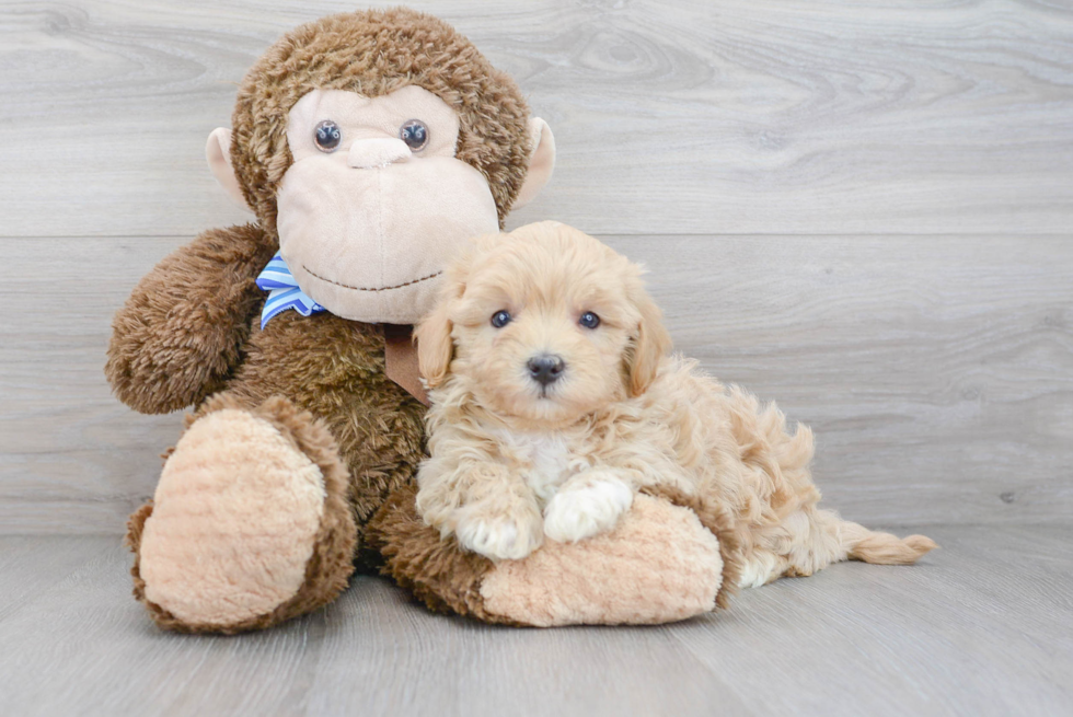 Maltipoo Puppy for Adoption