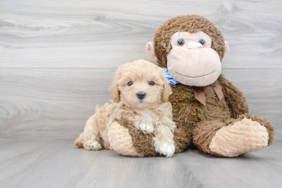 Fluffy Maltipoo Poodle Mix Pup