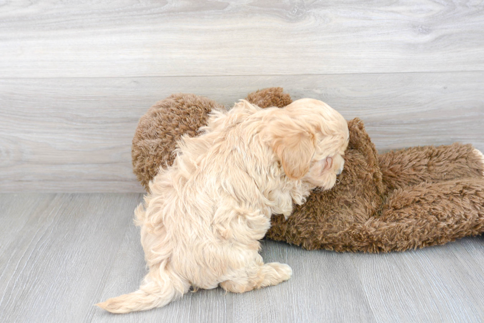 Cute Maltipoo Baby