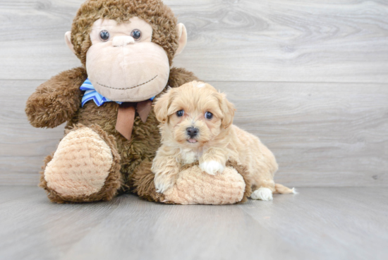 Fluffy Maltipoo Poodle Mix Pup