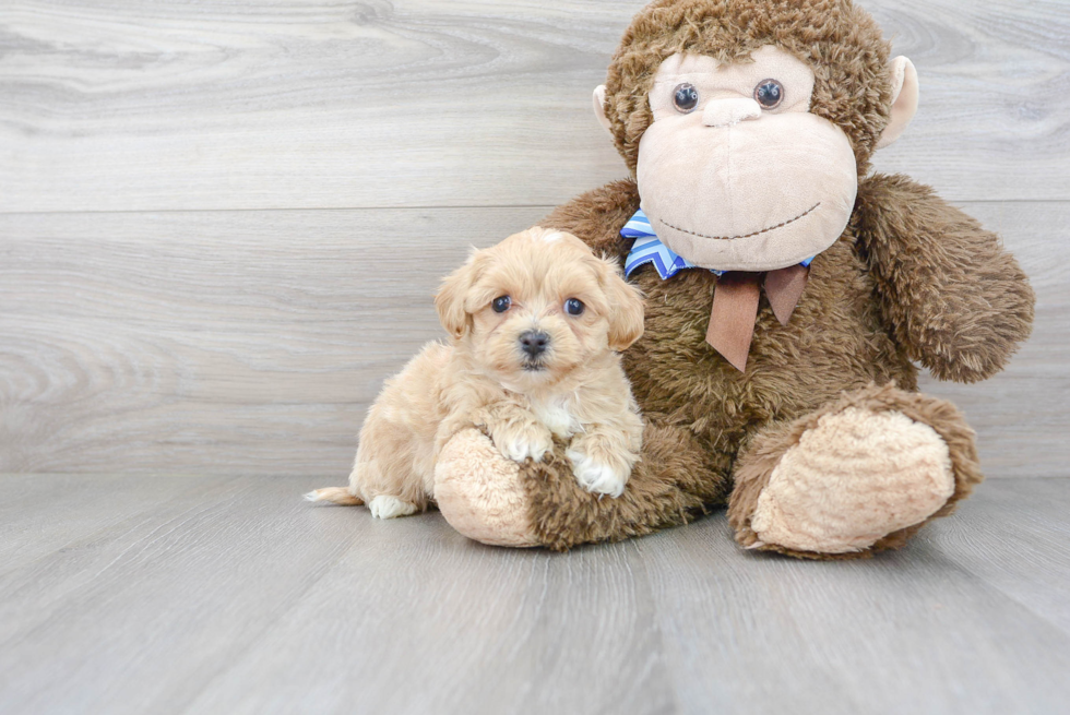 Playful Maltese Poodle Poodle Mix Puppy