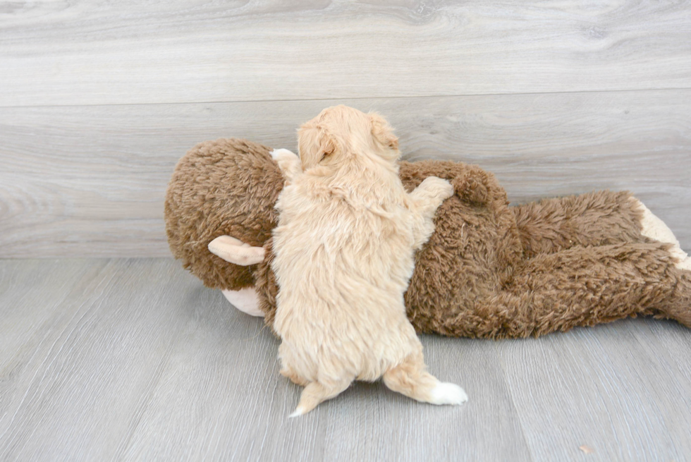 Maltipoo Pup Being Cute