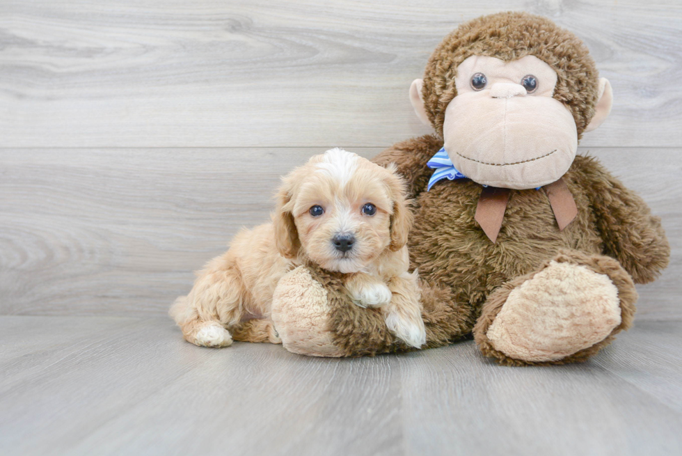 Energetic Maltepoo Poodle Mix Puppy