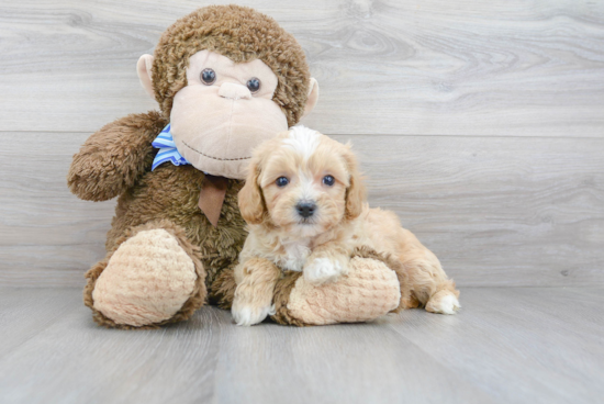 Maltipoo Pup Being Cute