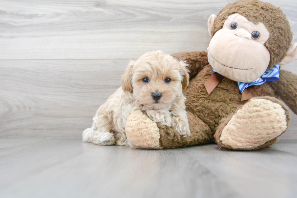 Friendly Maltipoo Baby