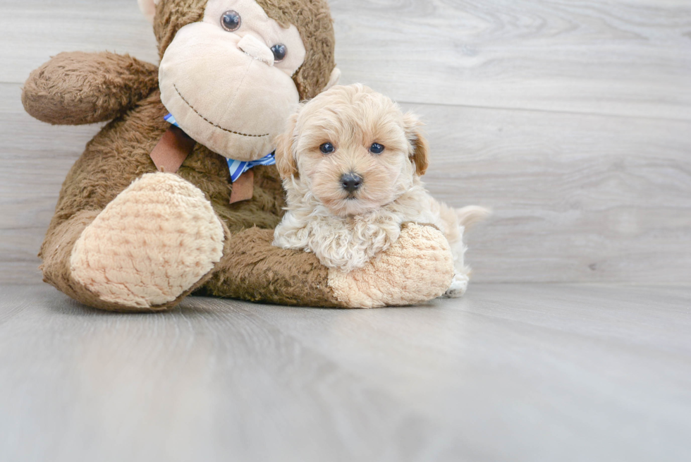 Happy Maltipoo Baby