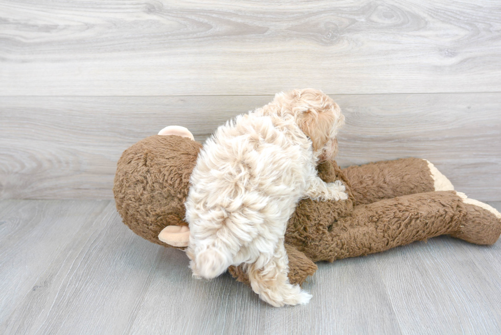 Funny Maltipoo Poodle Mix Pup