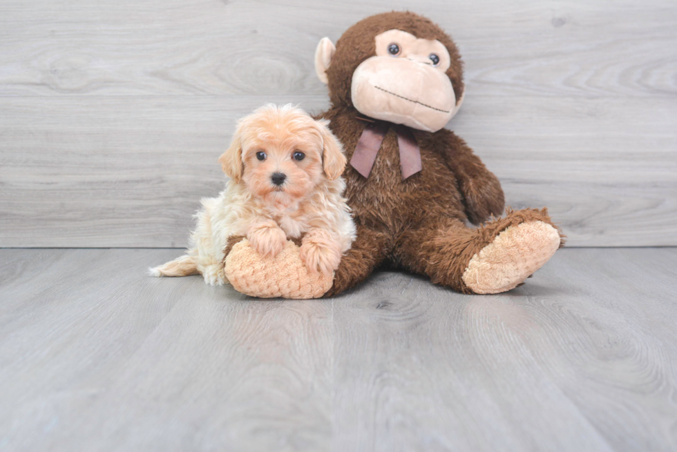 Best Maltipoo Baby