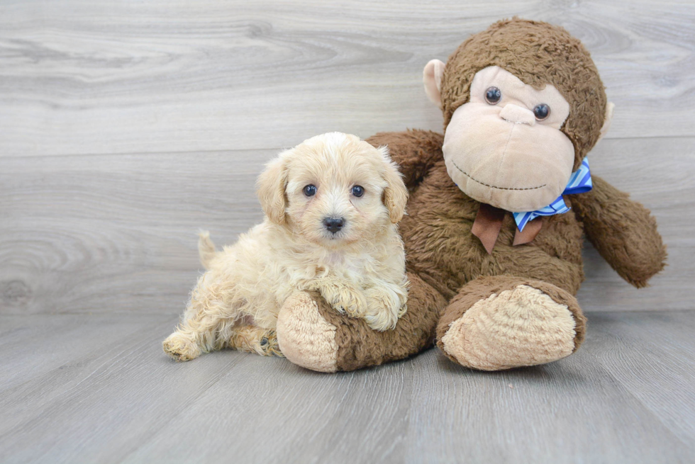 Popular Maltipoo Poodle Mix Pup