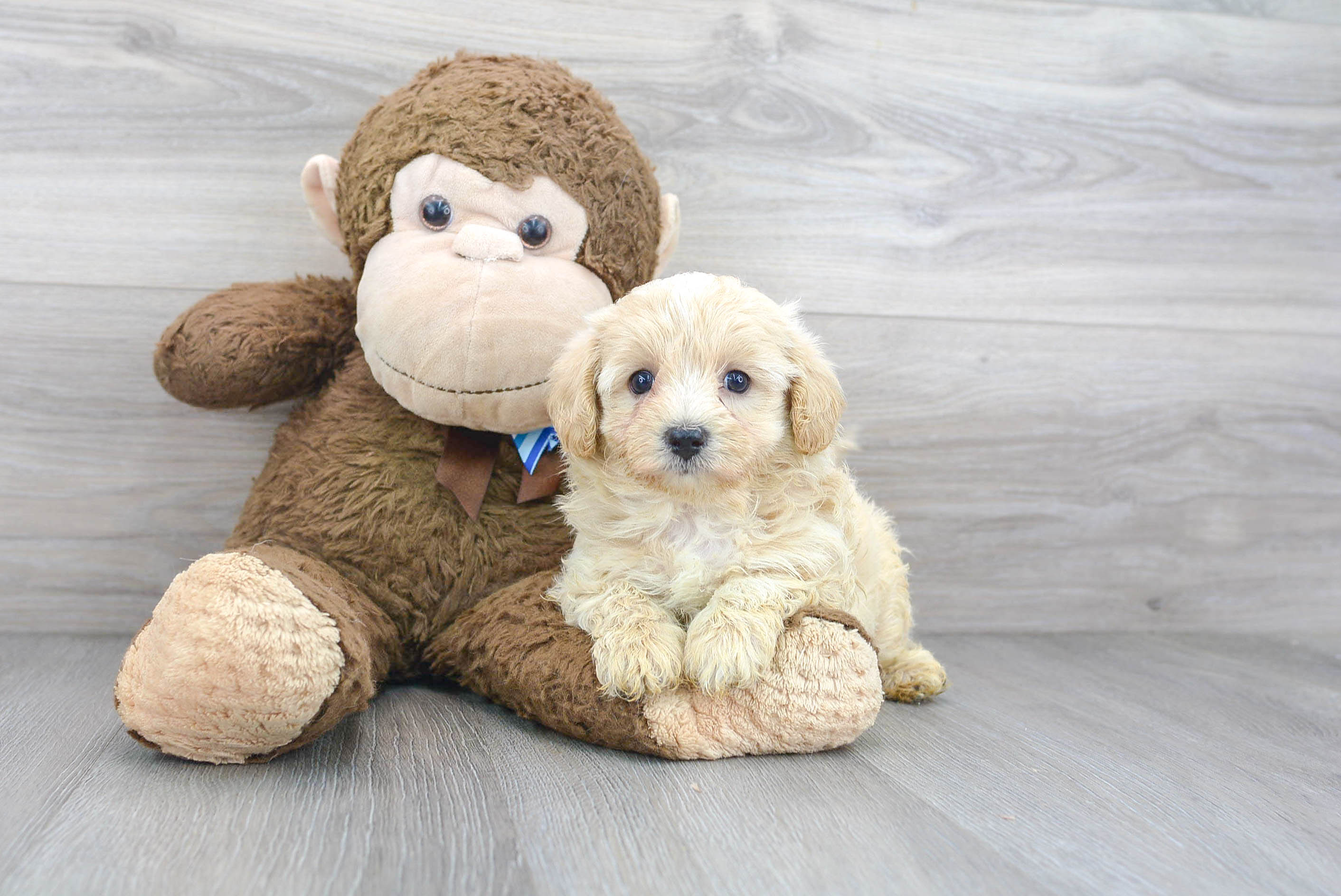 Maltipoo Puppy for Adoption