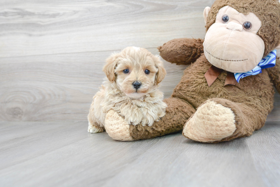 Maltipoo Pup Being Cute