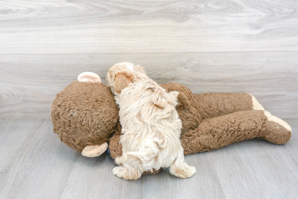 Happy Maltipoo Baby