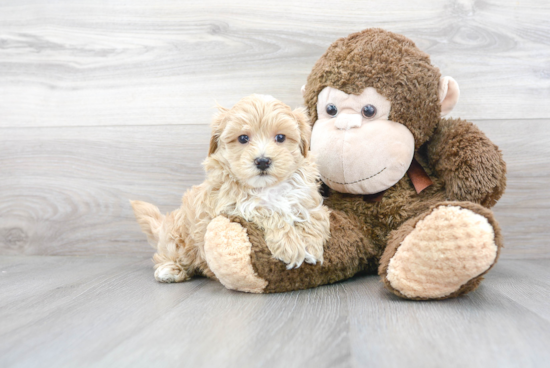 Maltipoo Pup Being Cute