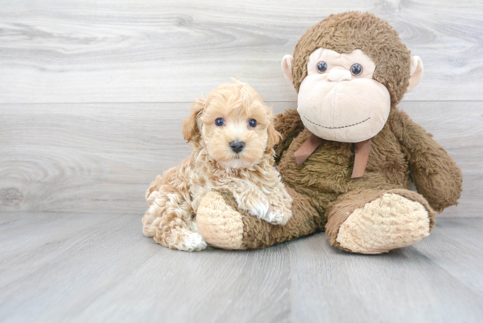 Maltipoo Pup Being Cute