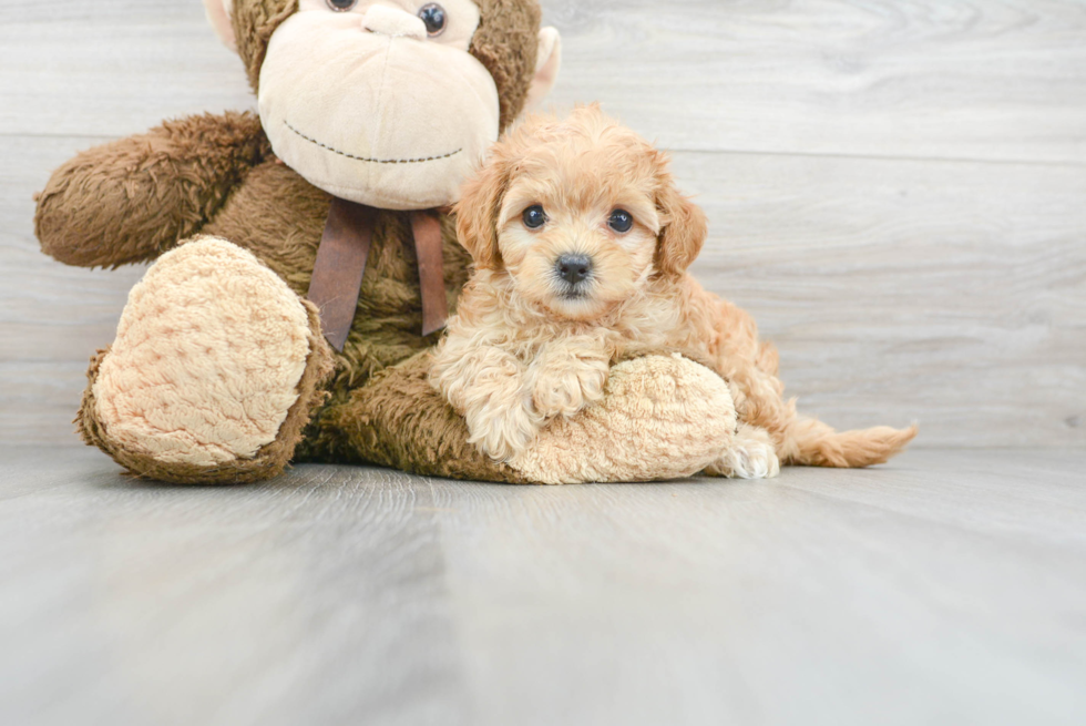 Fluffy Maltipoo Poodle Mix Pup