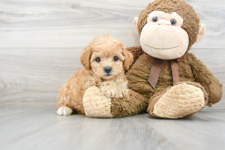 Maltipoo Pup Being Cute