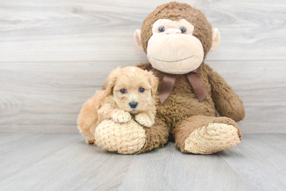 Friendly Maltipoo Baby