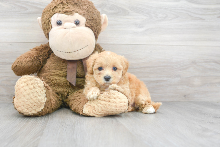 Smart Maltipoo Poodle Mix Pup