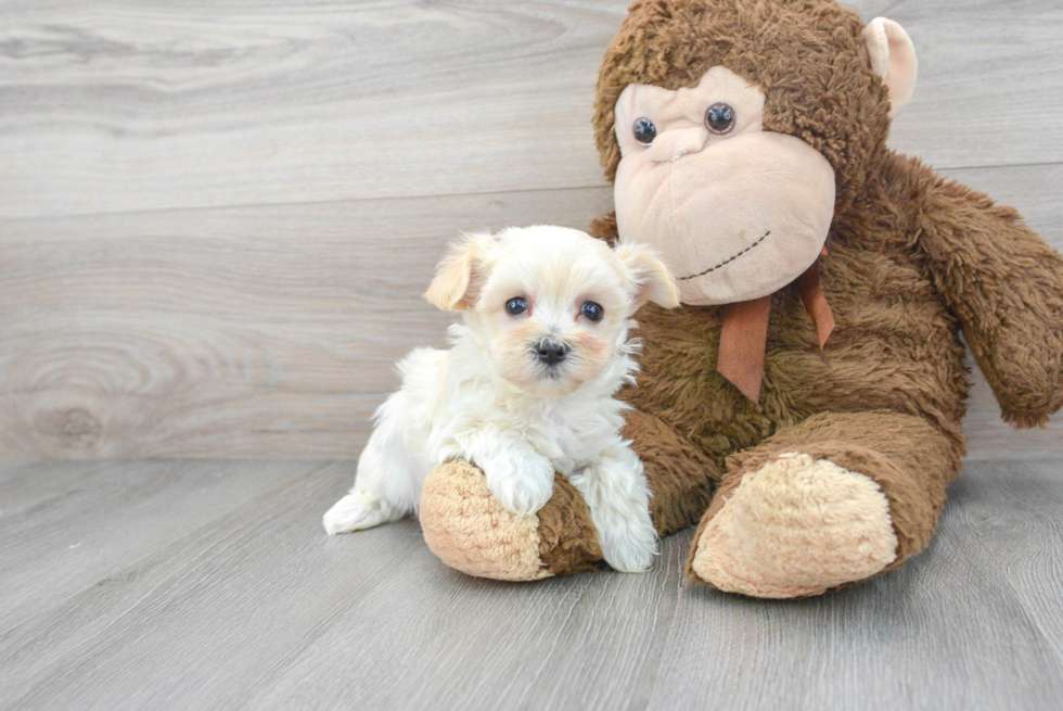 Playful Maltepoo Poodle Mix Puppy