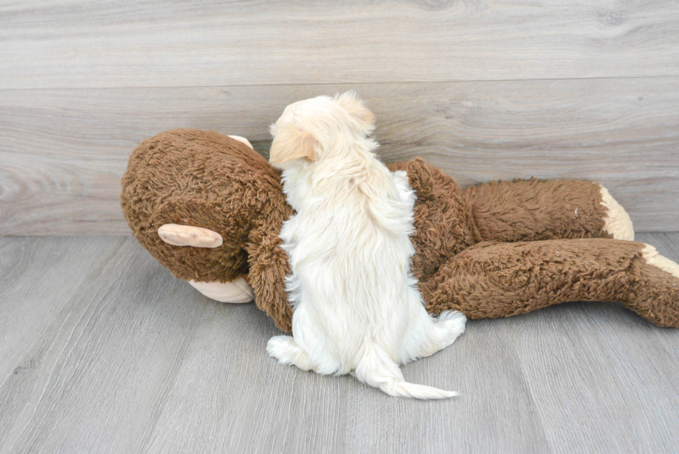Best Maltipoo Baby