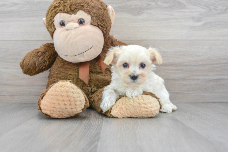 Maltipoo Pup Being Cute
