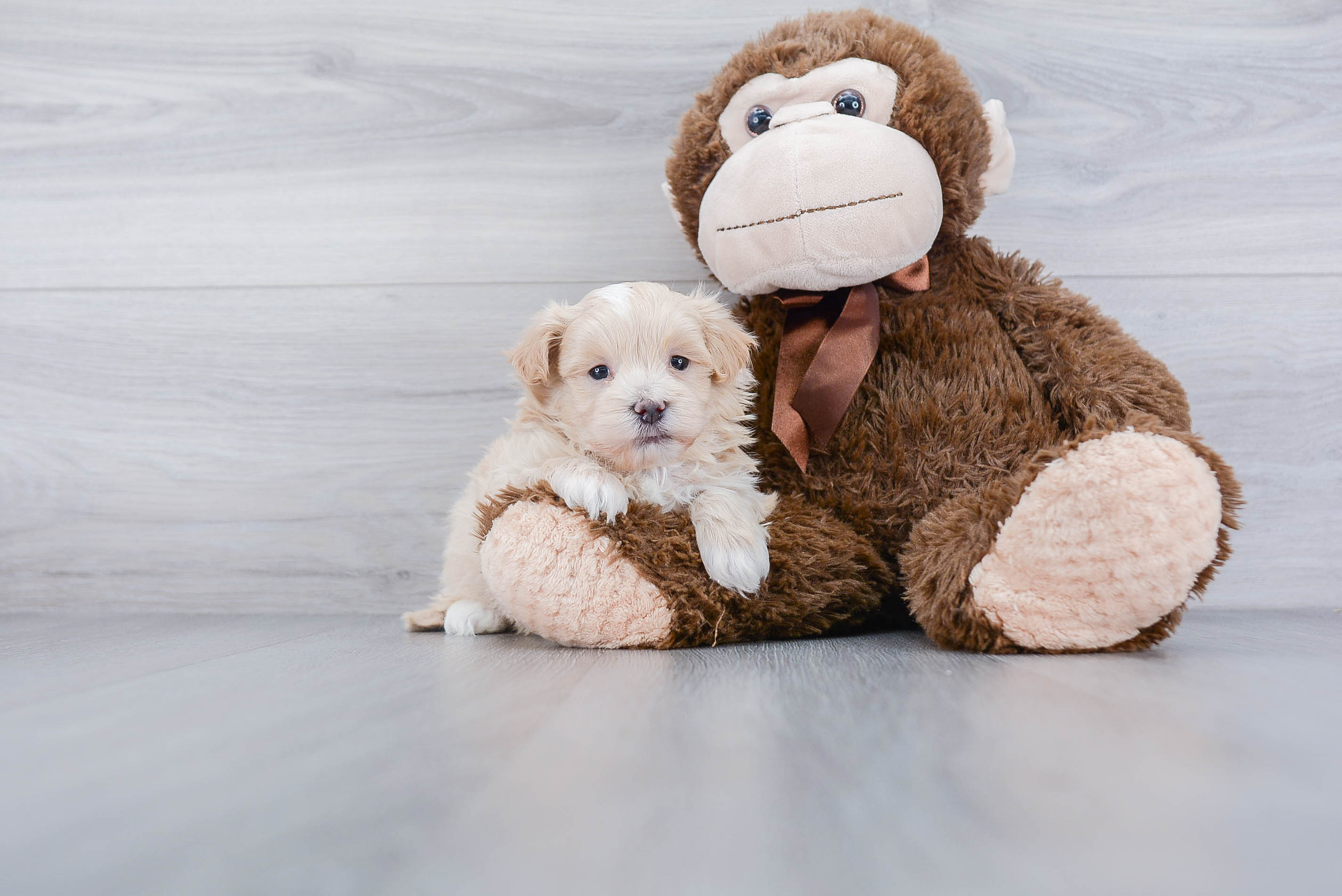 Best Maltipoo Baby
