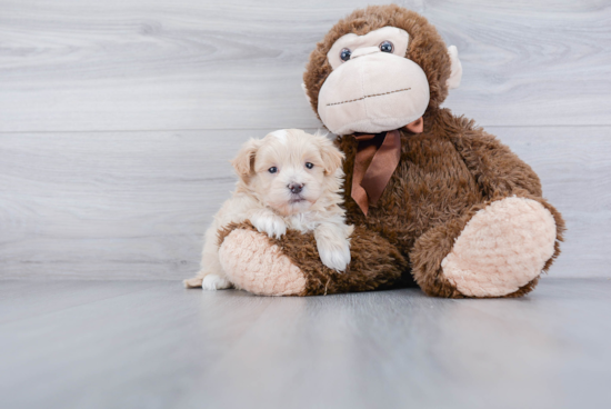 Best Maltipoo Baby