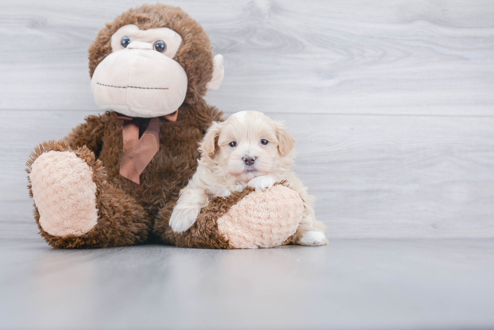 Maltipoo Pup Being Cute