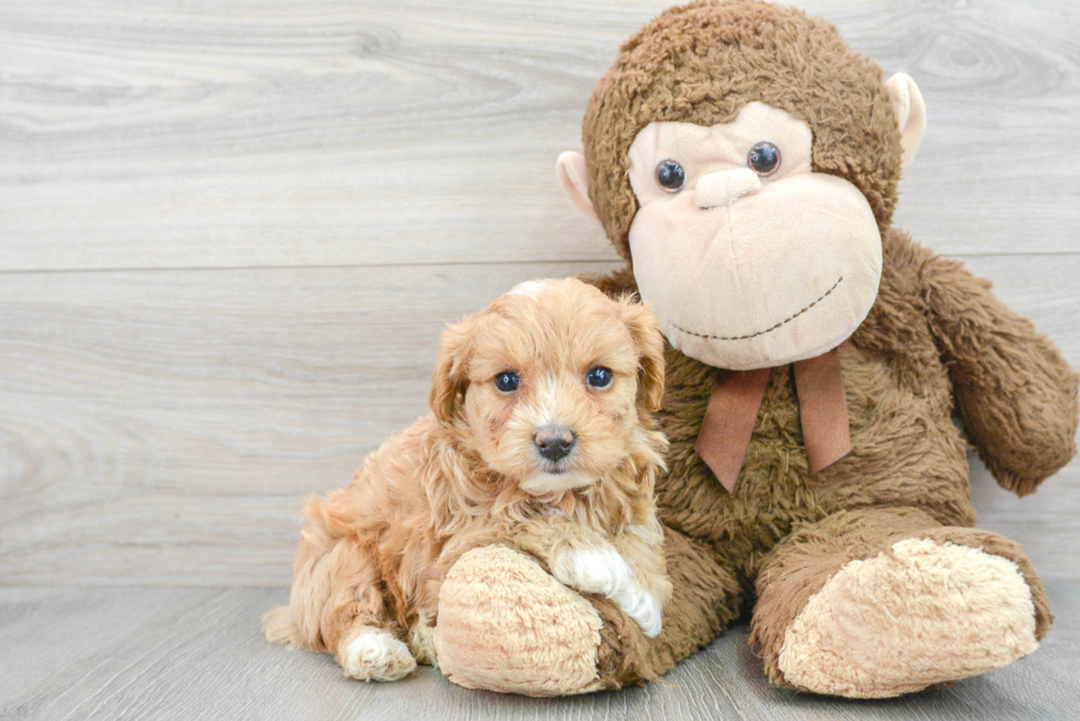 Cute Maltipoo Baby