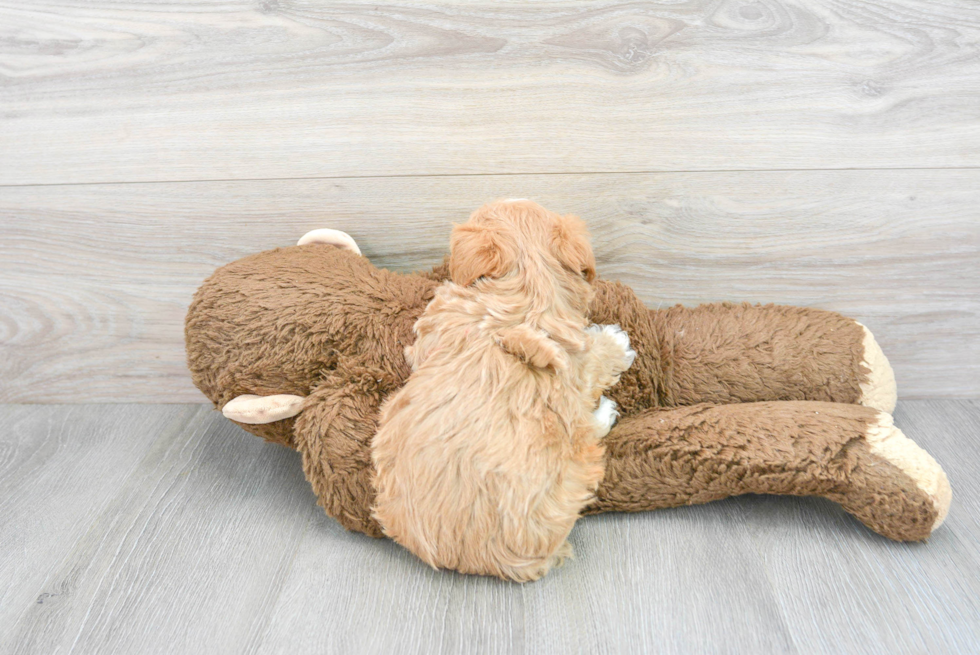 Maltipoo Pup Being Cute