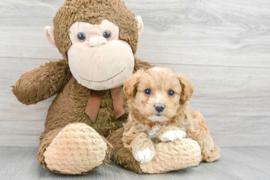 Maltipoo Pup Being Cute