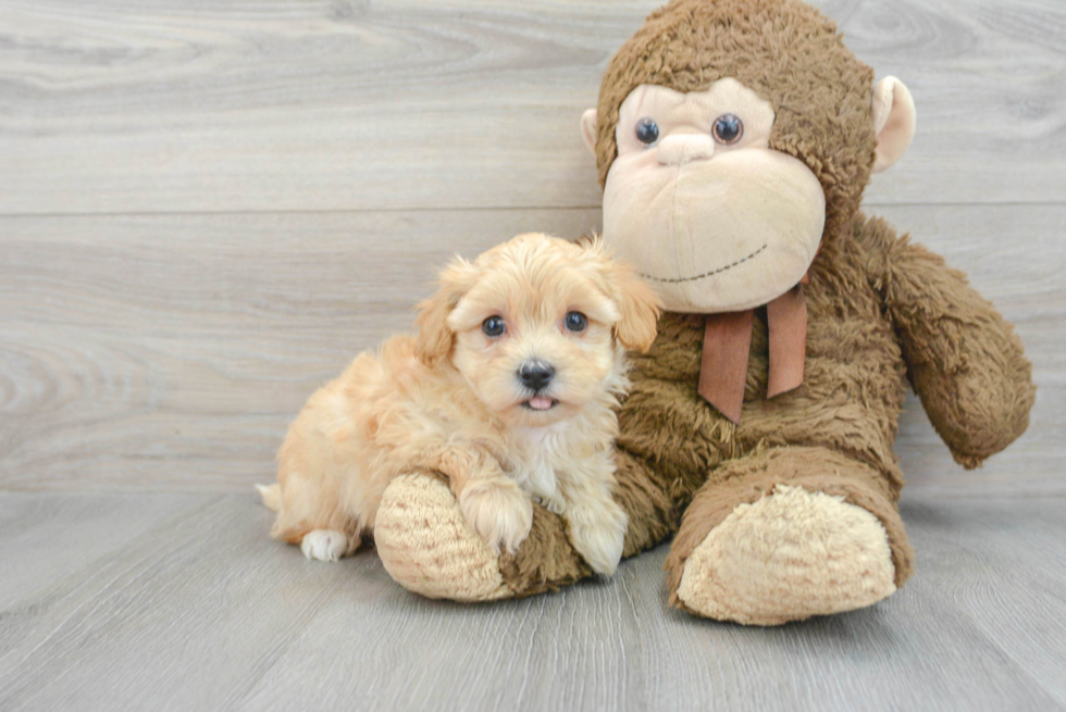 Cute Maltipoo Baby