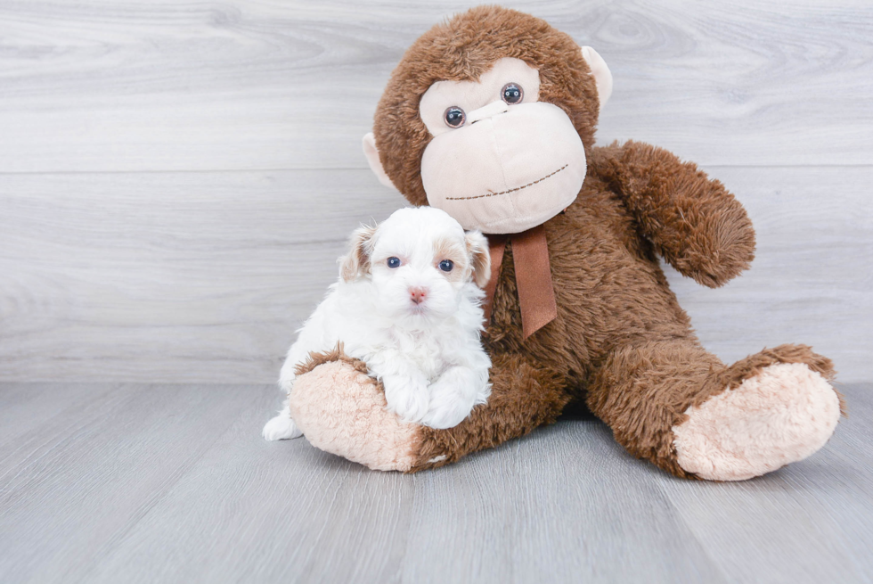 Funny Maltipoo Poodle Mix Pup