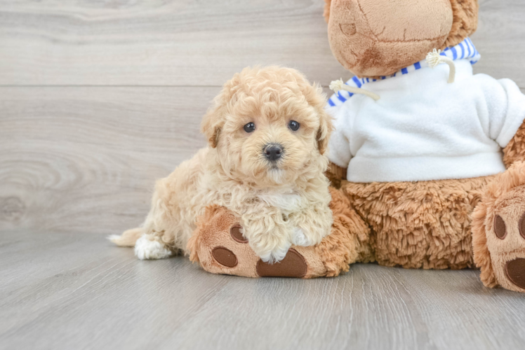 Maltipoo Puppy for Adoption