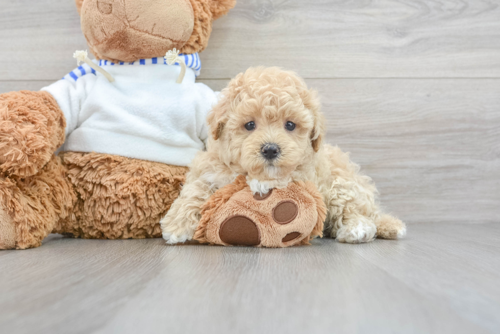 Small Maltipoo Baby