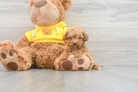 Smart Maltipoo Poodle Mix Pup