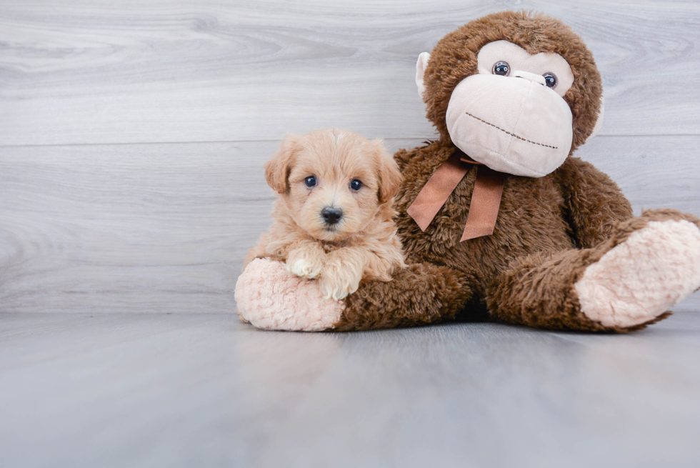 Maltipoo Pup Being Cute