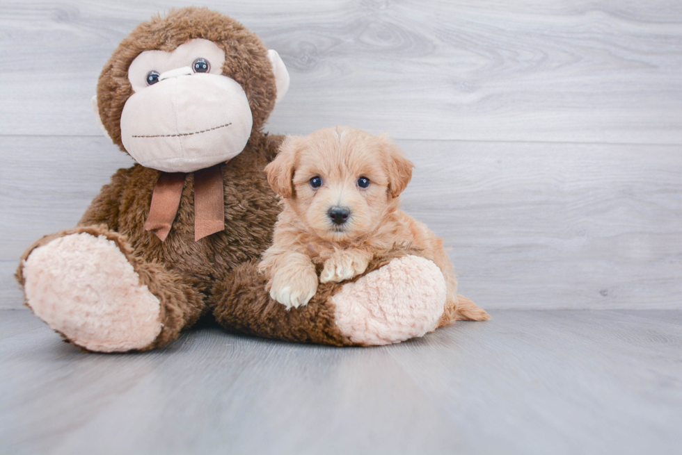 Maltipoo Pup Being Cute