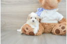 Best Maltipoo Baby