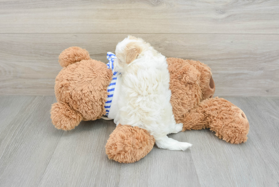 Happy Maltipoo Baby