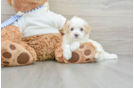 Hypoallergenic Multipoo Poodle Mix Puppy