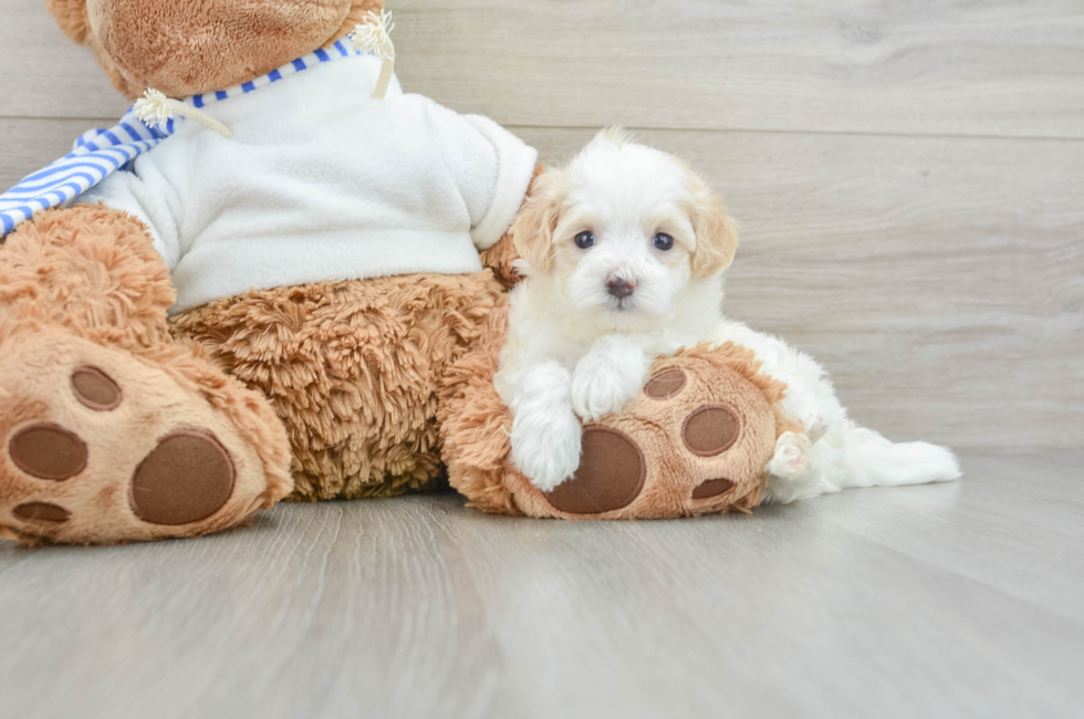 5 week old Maltipoo Puppy For Sale - Premier Pups