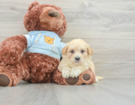 8 week old Maltipoo Puppy For Sale - Premier Pups