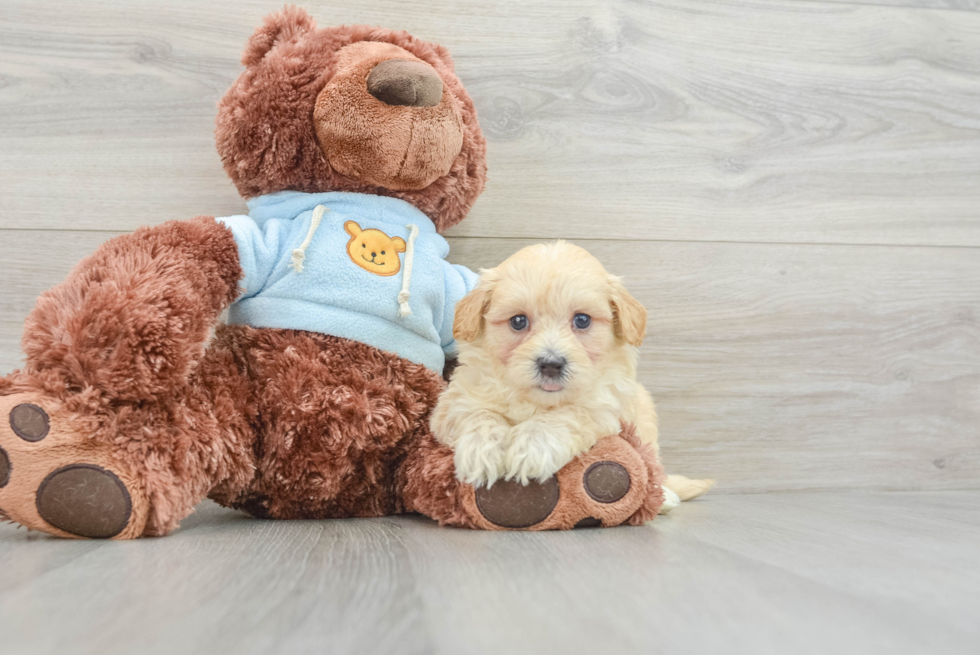 Popular Maltipoo Poodle Mix Pup