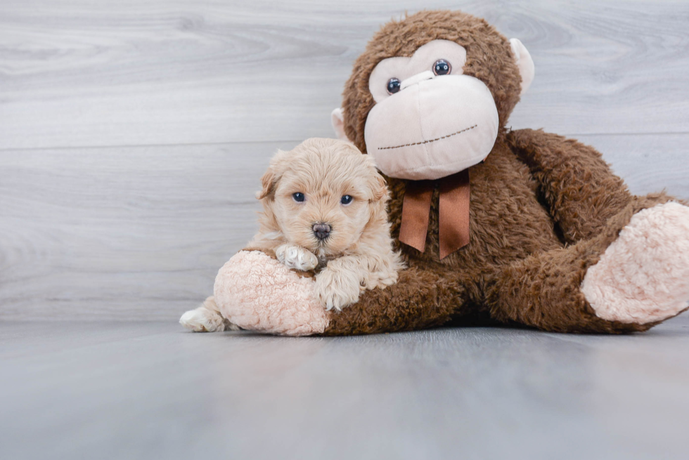 Best Maltipoo Baby