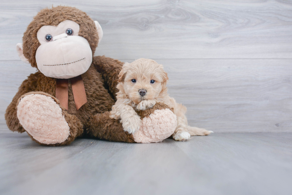 Cute Maltipoo Baby