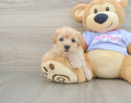 8 week old Maltipoo Puppy For Sale - Premier Pups